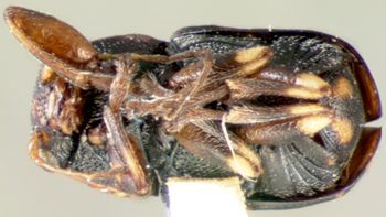 Media type: image;   Entomology 8789 Aspect: habitus ventral view